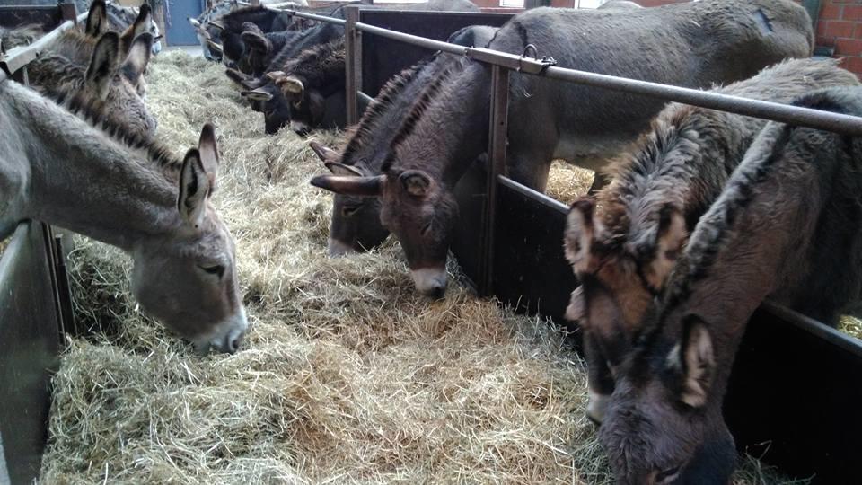 فيلا Ferme Du Charme Moustier المظهر الخارجي الصورة